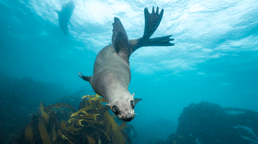 Protecting biodiversity along the Swedish seabed